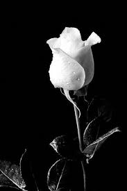 Black And White Rose Background The White Rose Is Relevant Because It Gives Us An Example That We Can Use They Ar Black And White Roses White Background Photography White Flower Wallpaper