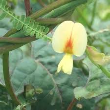 Image result for Aeschynomene sp. E