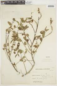 Image result for Pavonia clathrata