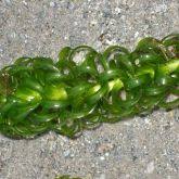 Image result for Lagarosiphon muscoides