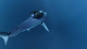 The mako shark is probably the fastest fish in the world. Mako Sharks Launch Like Rockets Youtube