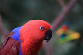 ببغاء اكليكتوس المتكلم كل ماتود معرفته حول هذا الطائر طيور العرب parrot king bird