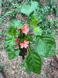 Image result for Crossandra nilotica