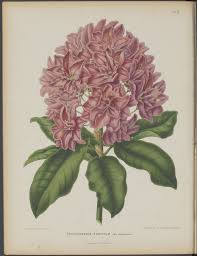 No Full Size Illustration Available 4 Botanical Art Botanical Prints Botanical Illustration Vintage