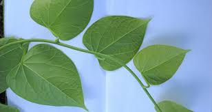 Image result for Tinospora fragosa