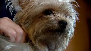 Carol denaro and her husband scott denaro spotted the dog, named georgia, far out from the shore, struggling to keep afloat and immediately flagged down. Puppies For Sale Targeted By Craigslist Scammers Family Says Fox 59