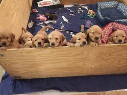Browse thru golden retriever puppies for sale near harrisburg, pennsylvania, usa area listings on puppyfinder.com to find your perfect puppy. Beech Ridge Goldens Home Facebook