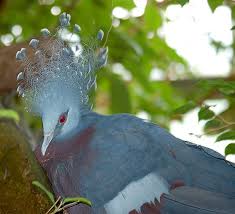 File Victoria Crowned Pigeon Goura Victoria Head 2200px Jpg Pigeon Victoria Crown