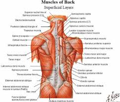 The rib cage is the arrangement of ribs attached to the vertebral column and sternum in the thorax of most vertebrates, that encloses and protects the vital organs such as the heart, lungs and great vessels. Pocket Guide For Back Workouts Evidence Based Training