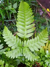 Image result for Pteridaceae