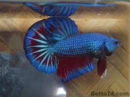 Dapat dikatakan cupang liar adalah sebutan untuk jenis ikan cupang yang hidup di habitat alaminya yaitu perairan rawa, sawah dan sungai yang dangkal. Jual Ikan Cupang Baby Giant Kombinasi Bgt3 Betta Id Ikan Cupang Betta Ikan