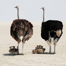 Ostriches have two different eyelids on each eye, and to make the kiss more romantic, she may close the interior ones. Baby Ostriches Cooling Off In Their Mothers Shadows Eyebleach