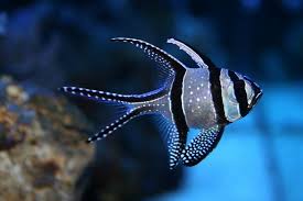 Ikan air tawar ini terkenal dengan gizinya, terutama karena kaya fosfor. 11 Ikan Hias Air Laut Terbaik Yang Mudah Didapatkan Dan Dipelihara Bukareview