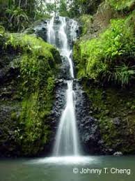 Waisila Falls Colo I Suva Forest Park Viti Levu Fiji Suva Forest Park Fiji