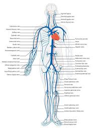 Peripheral Vascular Venous Anatomy Interventional