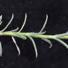 Image result for Wahlenbergia banksiana