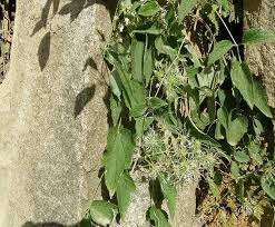 Image result for Clematis hirsuta