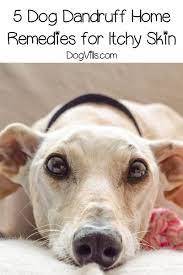 5 Dog Dandruff Home Remedies To Get Relief From Itchy Skin Dog Dandruff Puppy Dandruff Home Remedies For Dandruff