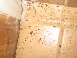 the 10 plagues of malawii mean, egypt