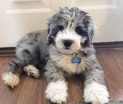 Follow Julianadawdyyy For More Pins Like This Cute Dogs Cute Baby Animals Cute Animals