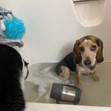 Morel mushrooms with crazy Bentley!