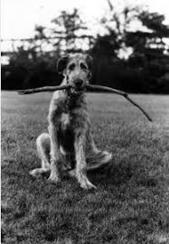 By Elliot Erwitt Elliott Erwitt Elliott Erwitt Photography Dog Photography