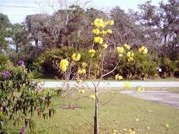 Image result for Handroanthus chrysotrichus