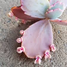 Kalanchoe Fedtschenkoi Lavender Scallops Uploaded By Muzz67