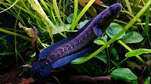 Image result for Amphicarpaea africana