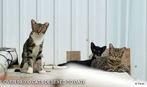 It's much less painful than the commonly accepted practices of ear cropping, tail docking & especially declawing. Spca Hong Kong Cat Colony Care Programme