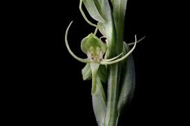 Image result for Habenaria arenaria