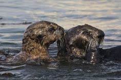 Sea Otters Oil Spill Otters Sea Otter