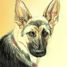 How To Draw A German Shepherd In Colored Pencil You can not color realistic dogs at. to draw a german shepherd in colored pencil