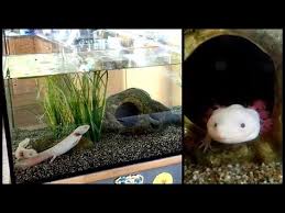 Aquarium Setup Axolotl Tank Ambystoma Mexicanum How To Set Up An Axolotl Tank Youtube I Love The Idea Of Having An Axolotl Tank Axolotl Aquarium Setup