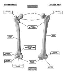At the medial epicondyle, your wrist and forearm flexor muscles connect to your upper arm bone. Crossfit Bones Of The Knee