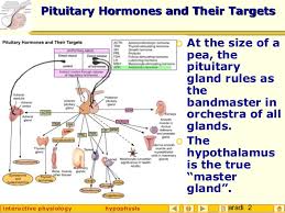 Image result for pituitary hormones