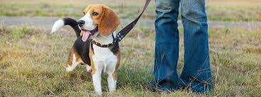 When you take your puppy for a walk, you can increase its happiness, find items, and visit places like the park and café. How To Walk Dogs Puppies On A Lead Purina