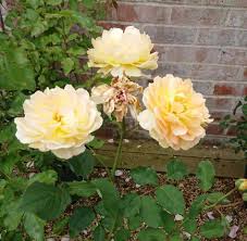 Aug 23, 2018 · 10 surefire ways to increase flowering in plants. Can You Grow Roses In Rocky Soil Gardener Report