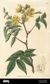 Image result for Senna occidentalis