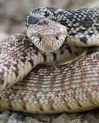 Beautiful colors, a real neat species to have. Bullsnake Snake Facts
