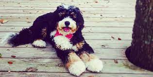 A bernedoodle, and it's absolutely adorable. Meet The Loveable Bernedoodle Bernese Mountain Dog Poodle Mix Animalso
