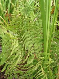 Image result for Thelypteris confluens