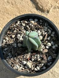 Image result for Myrtillocactus geometrizans