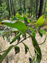 Image result for Acacia amythethophylla