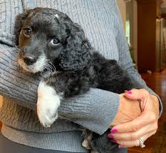 They are well socialized and they would like to be a part of your family! Dogcharmer Cavapoo Meet Rottweiler The Martha S Vineyard Times