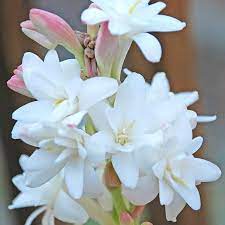 Check Out The Deal On Tuberose Double White The Pearl Dozen At Leafari Bulb Planting Guide Planting Bulbs Planting Guide