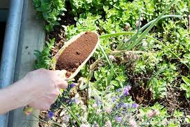 Kaffeesatz Als Dunger Fur Garten Und Topfpflanzen We Go Wild In 2020 Pflanzen Topfpflanzen Kaffeesatz