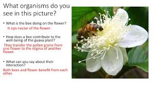 See the almanac's complete list of flower meanings and plant whether you are picking out a flower bouquet for mother's day or a wedding or planting a garden, discover the secret language of flowers! Interactions In The Ecosystem Review For Cua Ppt Download