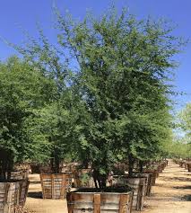 Image result for Acacia davyi