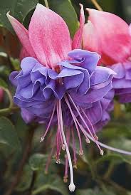 Pin On Flowers